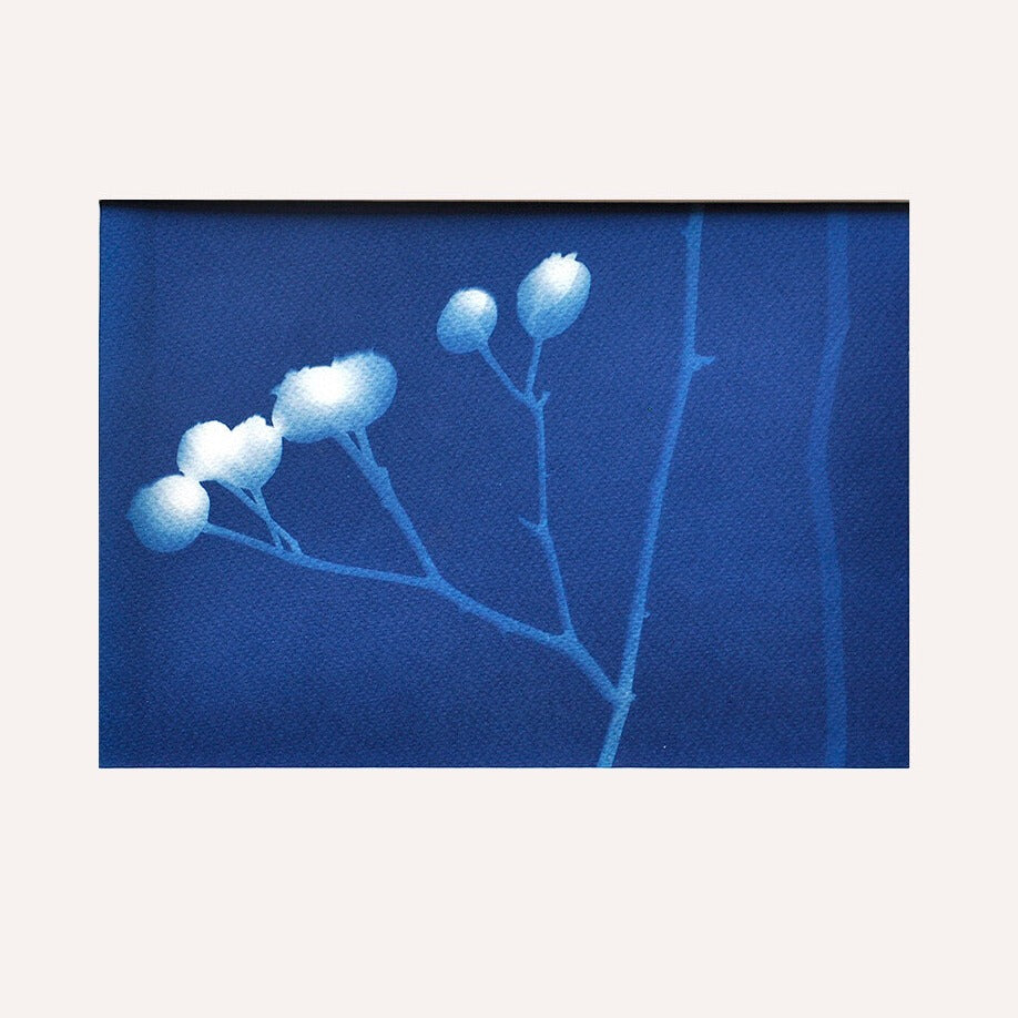 Cyanotypes