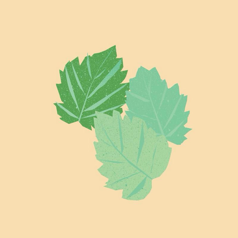 Patchouli Essential Oil